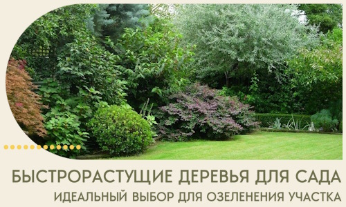 Быстрорастущие деревья для сада идеальный выбор в Печоре