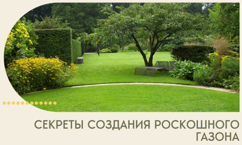 Секреты создания роскошного газона в Печоре